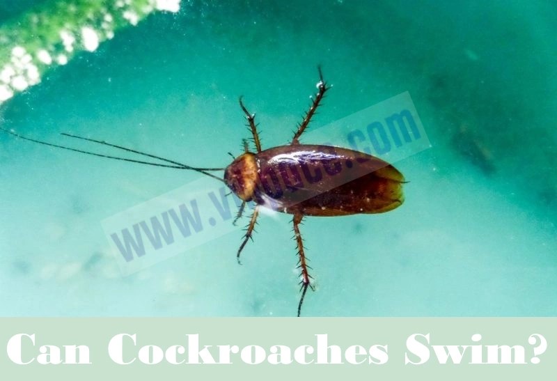 Surviving Submersion Can Cockroaches Swim? Unraveling the Mysteries of