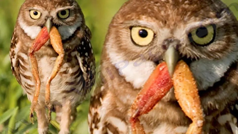 Do Owls Eat Frogs? Exploring the Relationship Between Owls and Amphibians