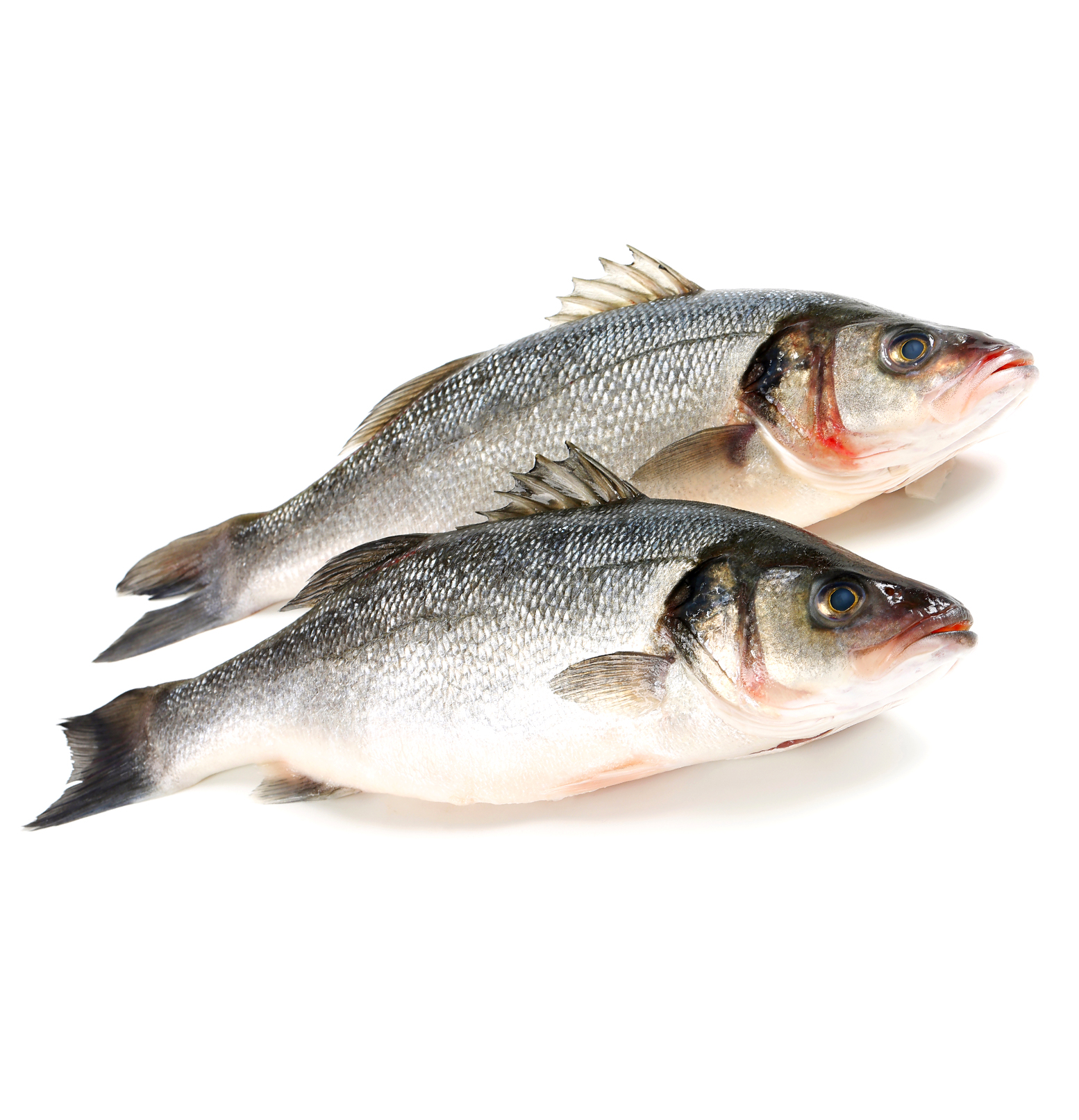 European Sea Bass VIMA Foods