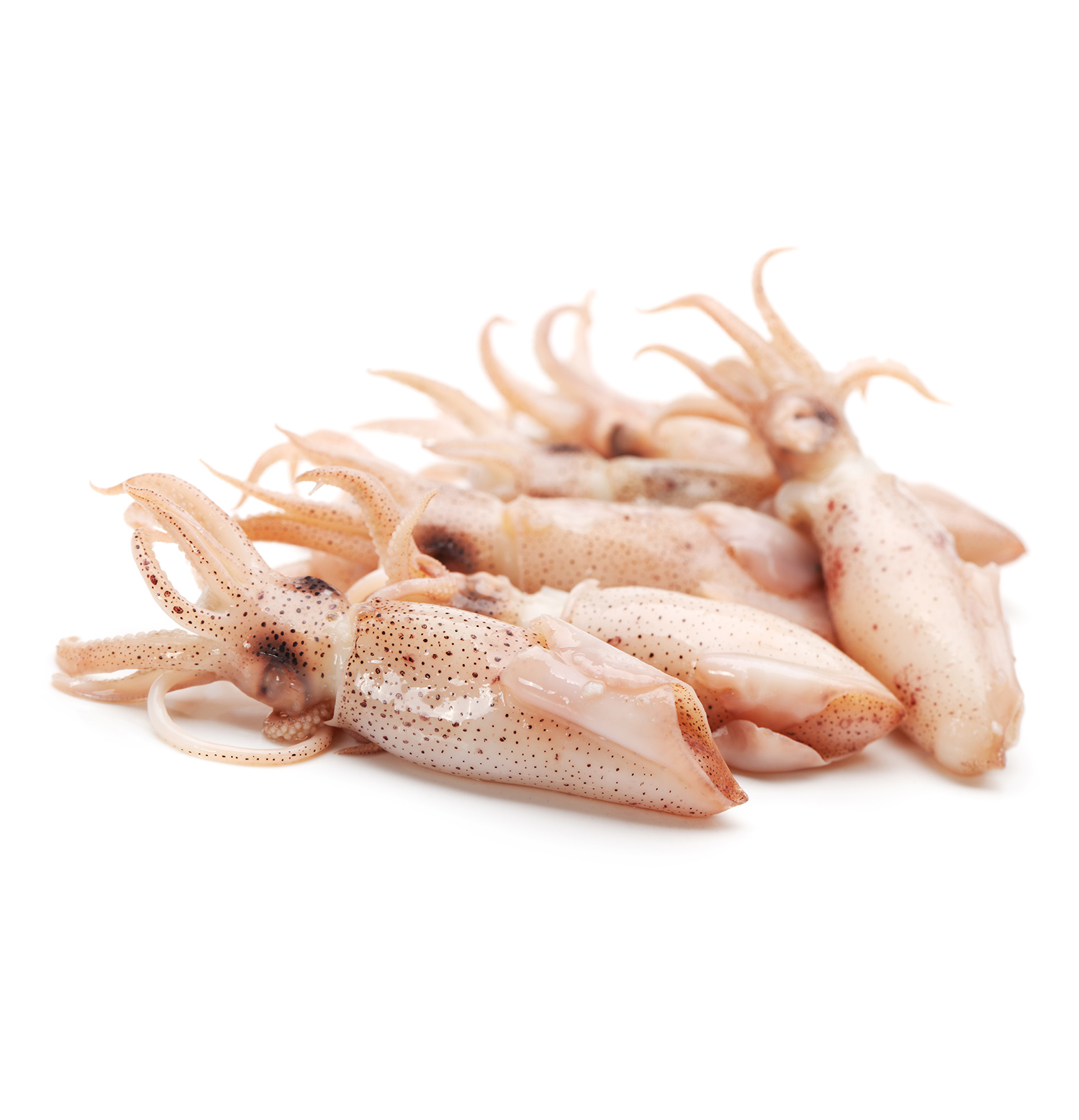 Loligo Squid VIMA Foods