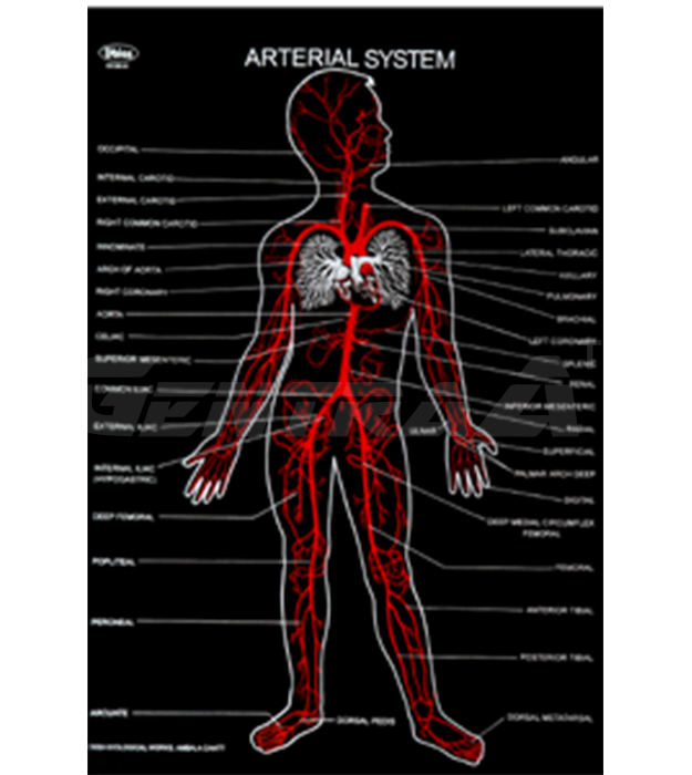 HUMAN ARTERIAL SYSTEM – Vimal Exports