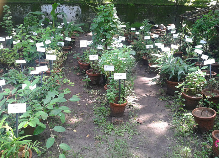 Herbal Garden Best Herbal Garden in Kanpur
