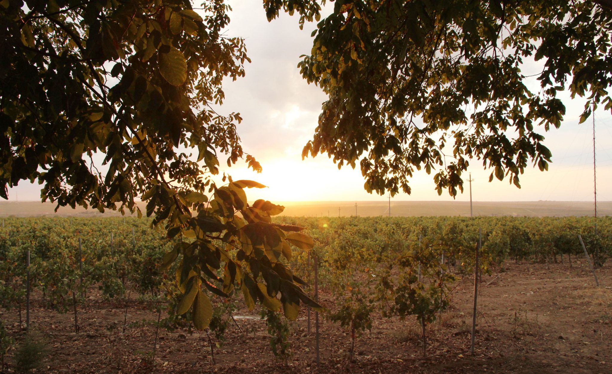 Degustare M1. Crama Atelier Murfatlar (Episodul 1.) Povești cu vin