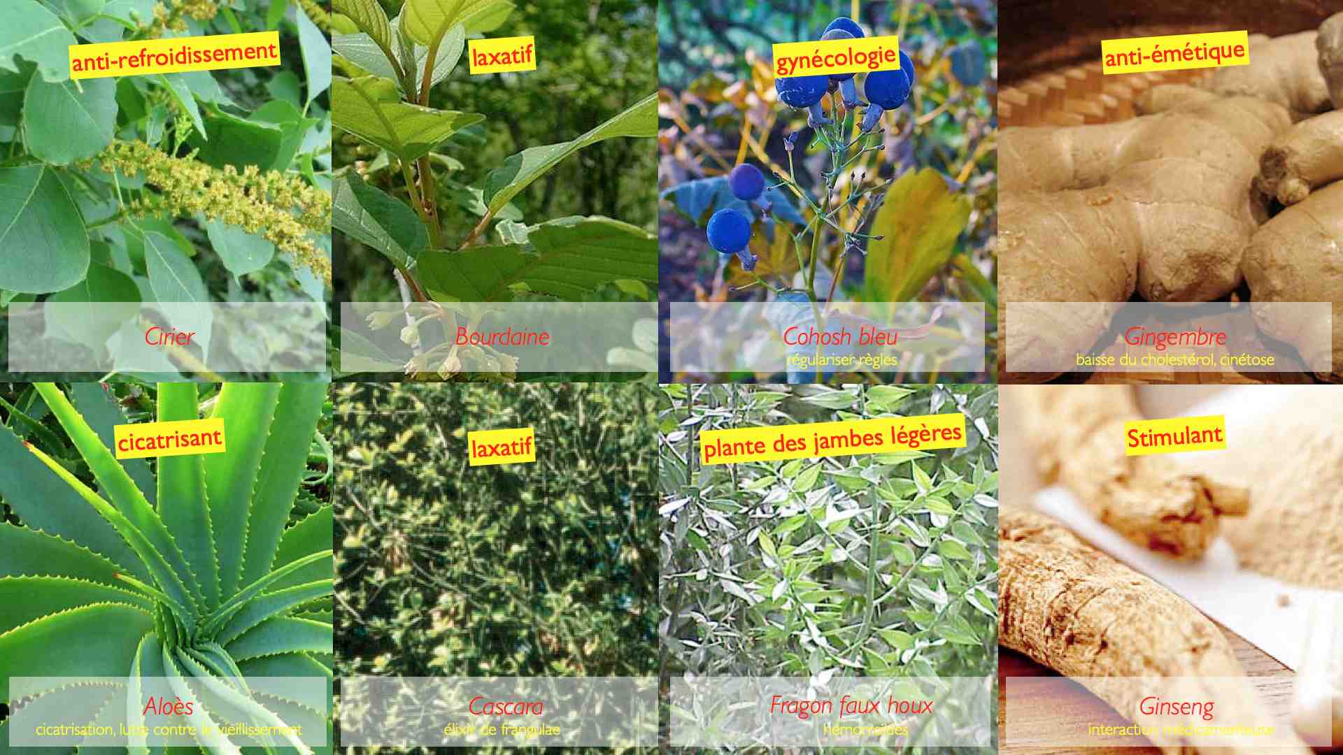Suppléments à base de plantes et rein Nephroblog