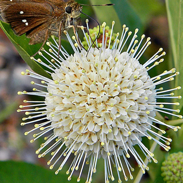 Cephalanthus Button Bush Vincent Gardens