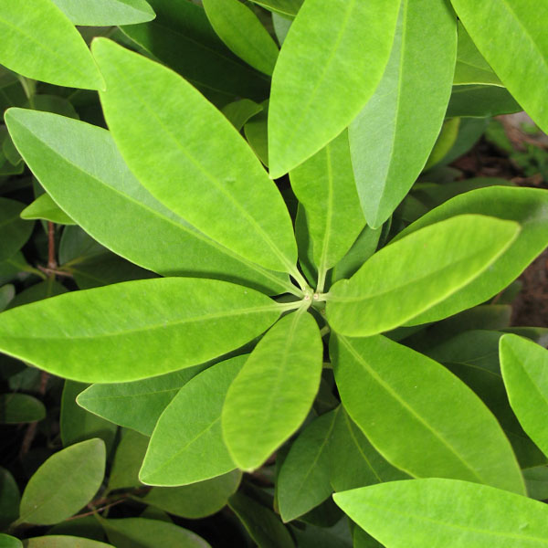 Persea Red Bay Vincent Gardens