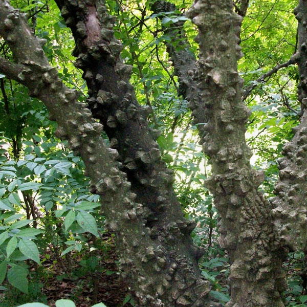 Zanthoxylum, Toothache Tree Vincent Gardens