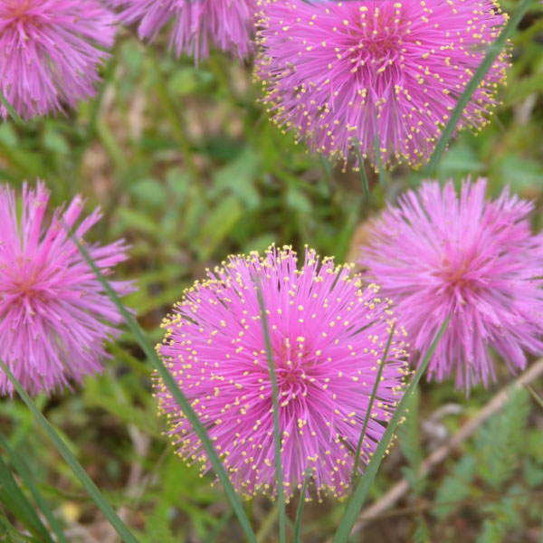 Mimosa, Powderpuff Vincent Gardens