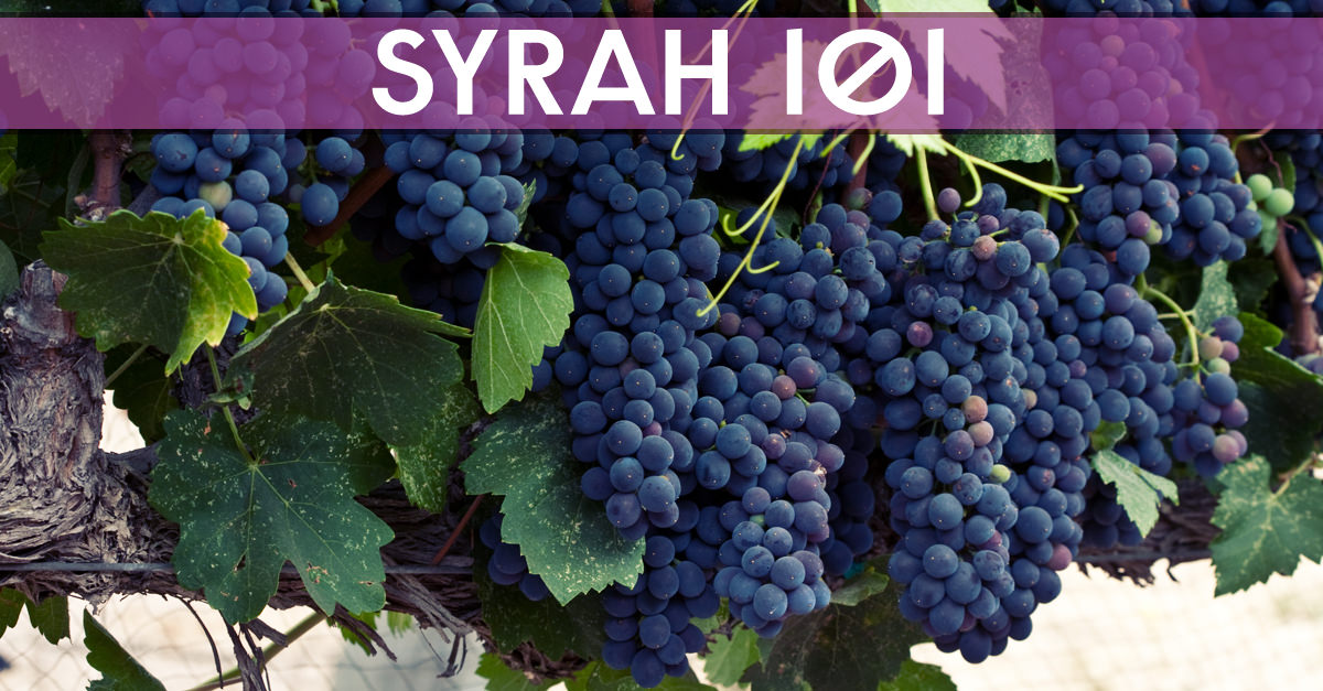 Learn About Syrah & Shiraz (They're The Same!) Wine 101
