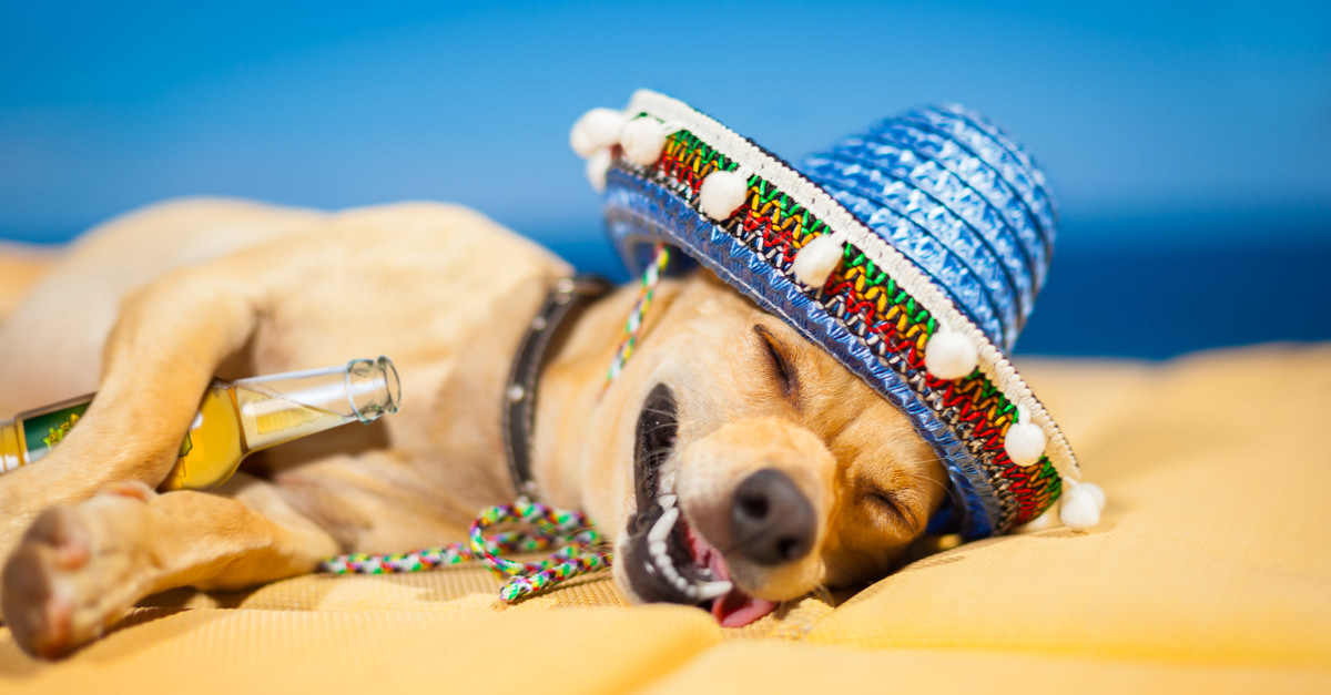 The 5 Step Guide To Curing Your Hangover VinePair