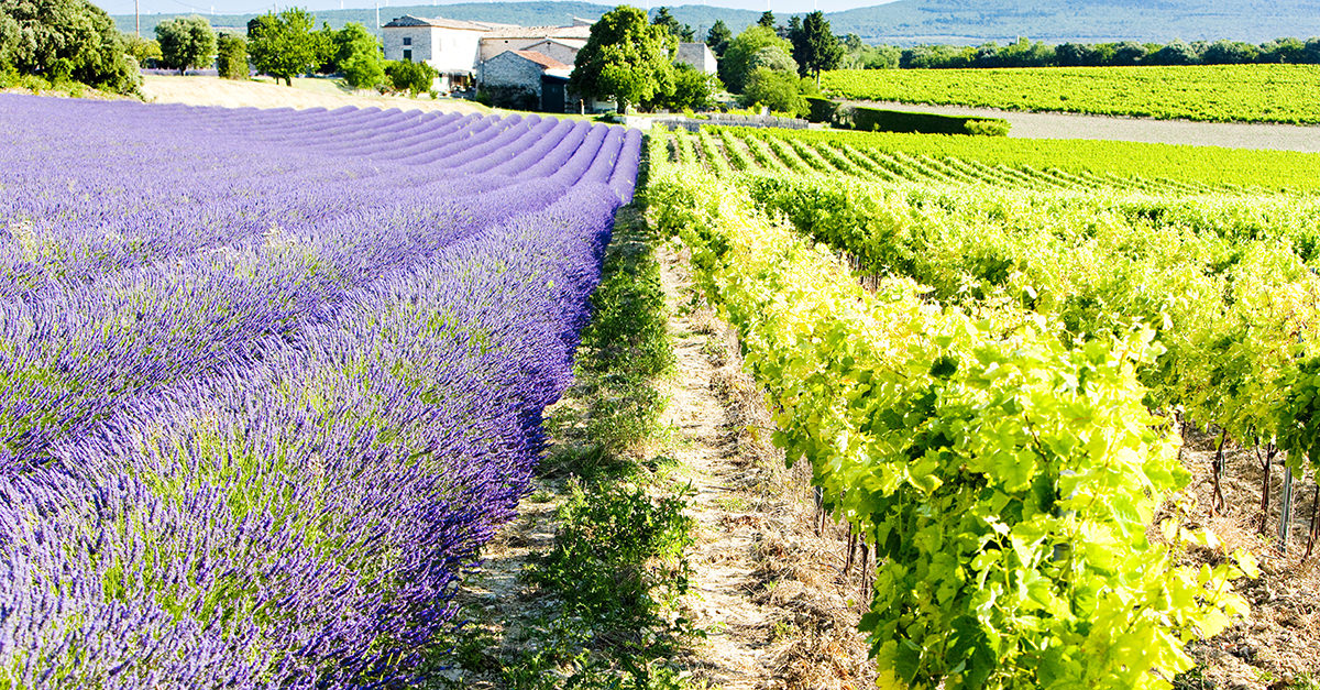 13 Things You Didn’t Know About Provençal Rosé VinePair
