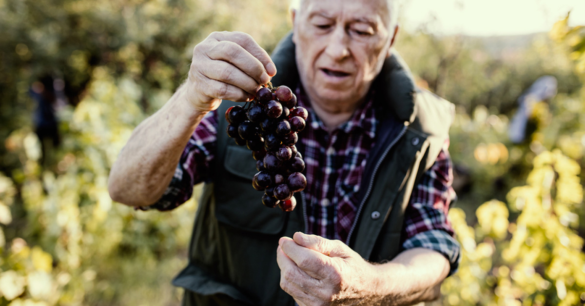 Wine Growers Are Just As Important As Winemakers VinePair