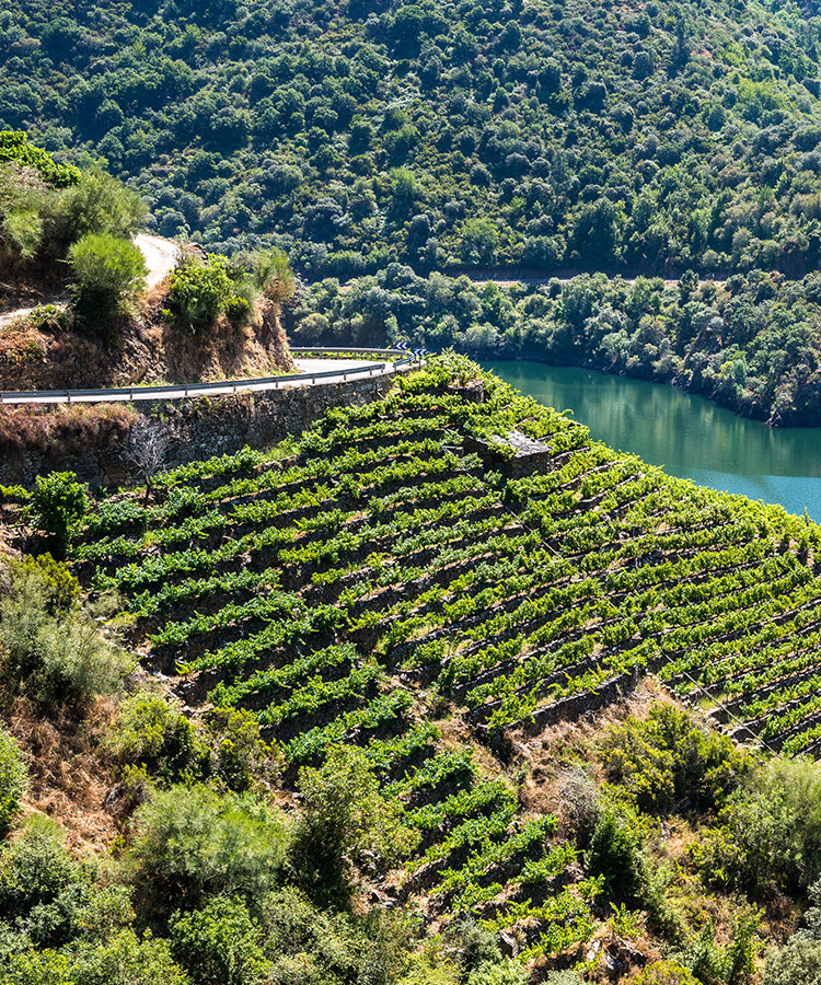 The Definitive Guide to Wines From Galicia, Spain VinePair