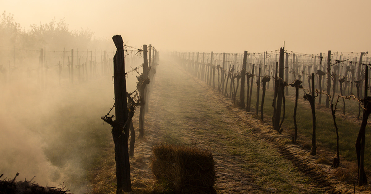 What Do the Wine Country Fires Mean for Napa and Sonoma Wine? VinePair