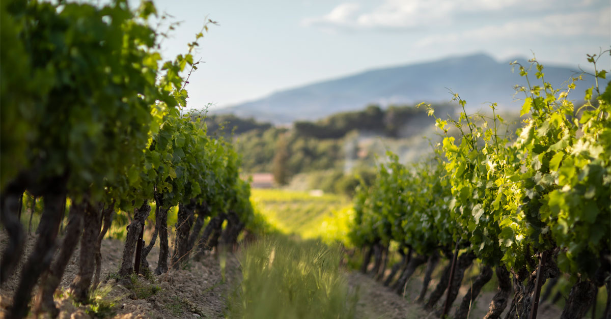 The Insider’s Guide to Southern Rhône Valley Wines VinePair