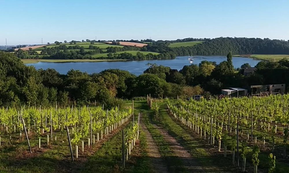 Tamar Valley Vineyard Vineyards of Devon