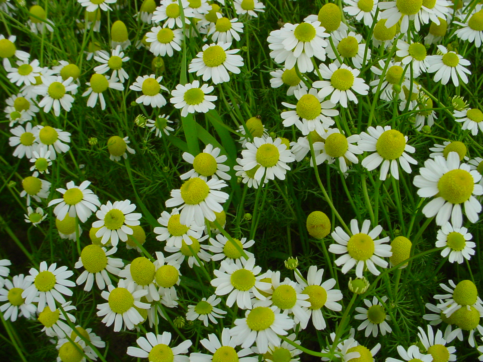 Roman chamomile Vinland Valley Nursery