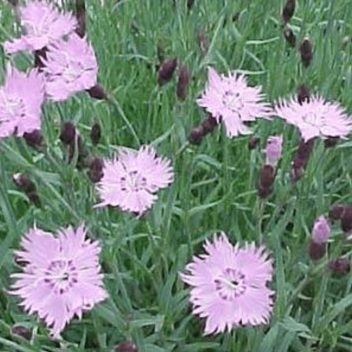 Dianthus 'Bath's Pink' cheddar pinks Vinland Valley Nursery
