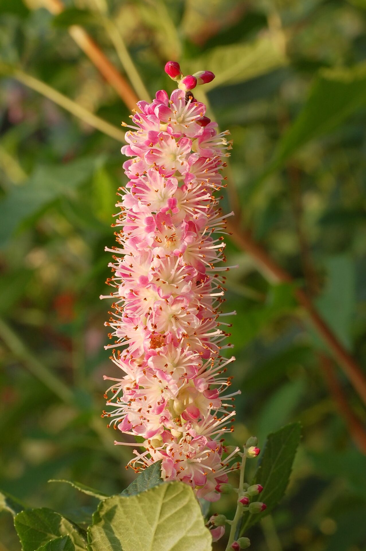 'Ruby Spice' summersweet Vinland Valley Nursery