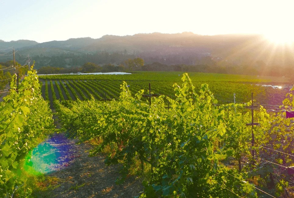 Cellars Wine Club Review Worth the Money? Vino Del Vida