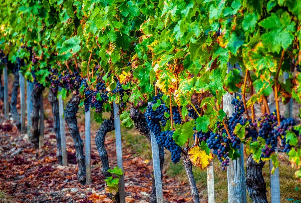 How to Find the Best Shiraz Wine Vino Del Vida