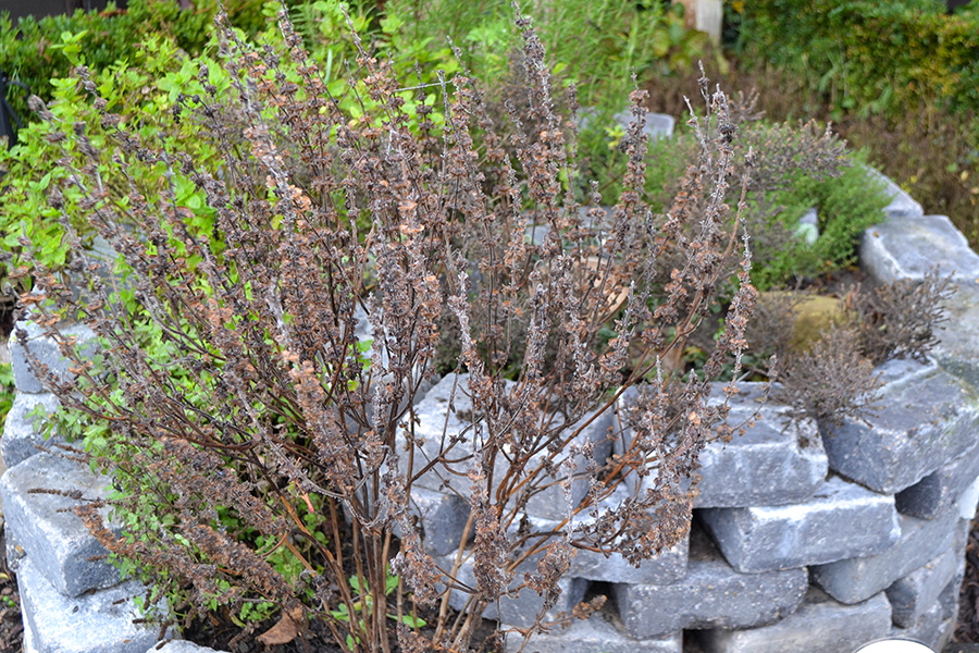 GARTENARBEIT IM HERBST/WINTER vintagediary