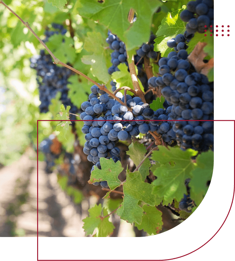 MultiPeril Insurance Vintage Crop Insurance Agency, Inc.