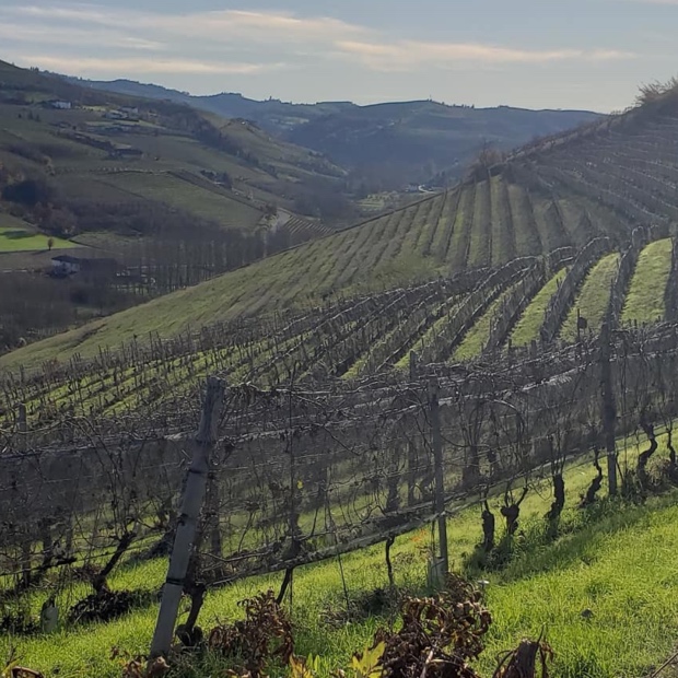 Azienda Agricola Biologica Punset | Godello 620_x_620_jpg