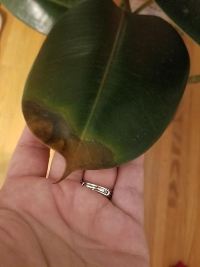 Why Is My Rubber Plant Leaves Turning Yellow