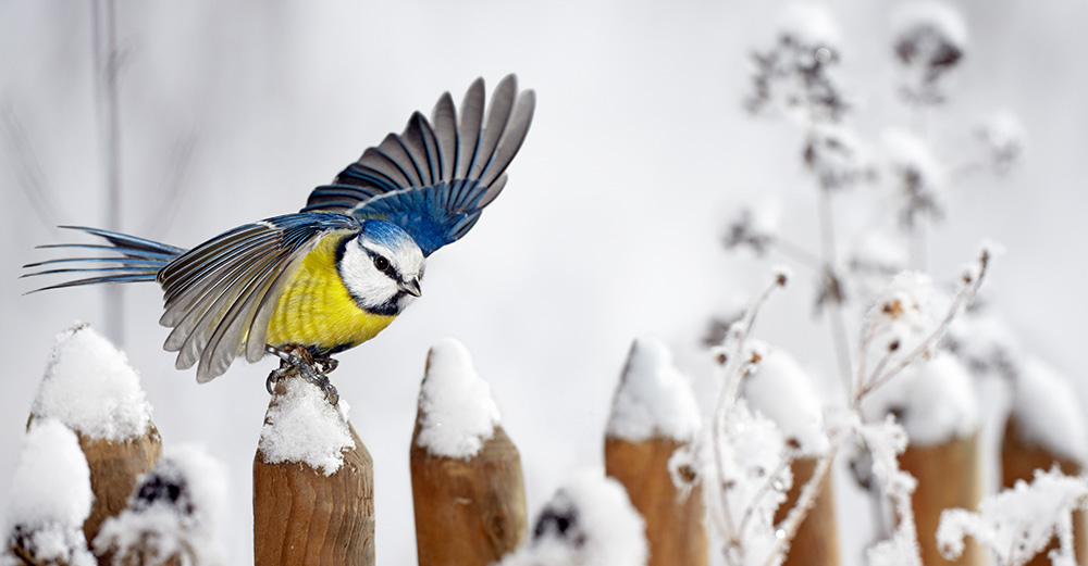 fågelräkning 2023 Birdlife Sverige | Vinterfåglar Inpå Knuten