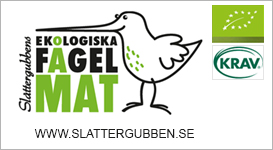 fågelräkning 2023 Birdlife Sverige | Vinterfåglar Inpå Knuten