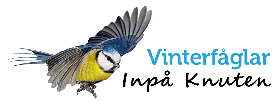 fågelräkning 2023 Birdlife Sverige | Vinterfåglar Inpå Knuten