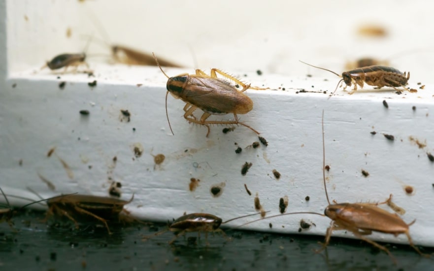 Cockroach Control In Easley, SC Local Roach Exterminator