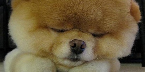 Beauty will save the world