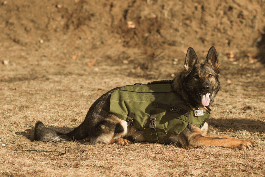 Bulletproof K9 Shadow Vest NIJ Level IIIA Protection for Dogs » Active