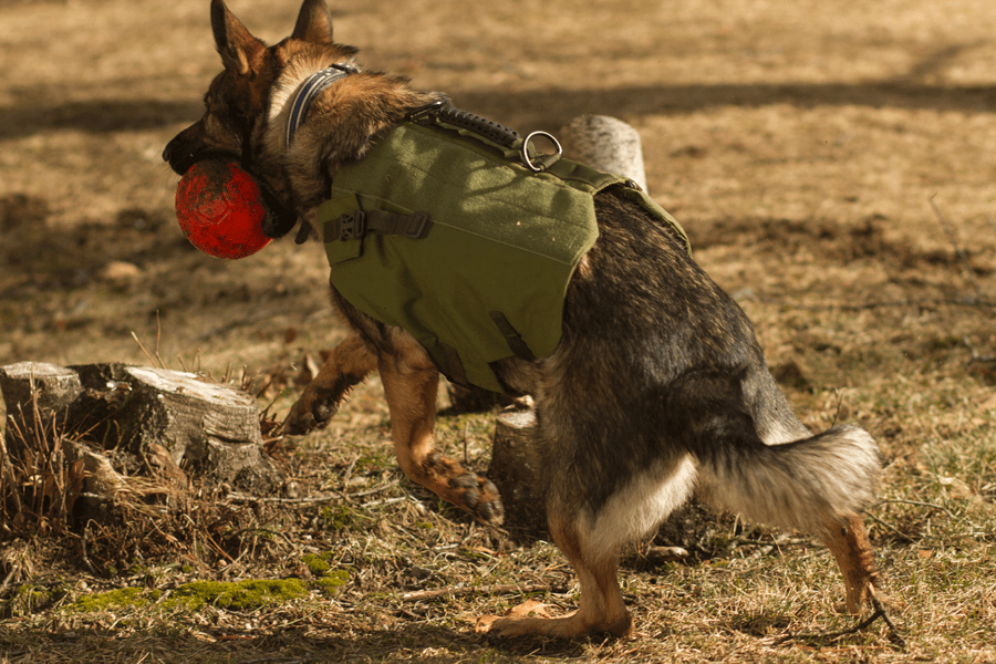 Bulletproof K9 Shadow Vest NIJ Level IIIA Protection for Dogs » Active