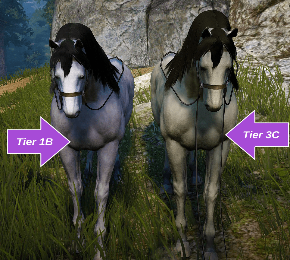 Bdo Wild Horse Identification Violet Astray