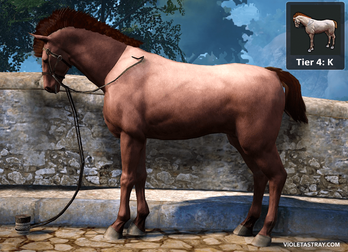 Bdo Horse Catalog See What Horses Really Look Like Violet Astray