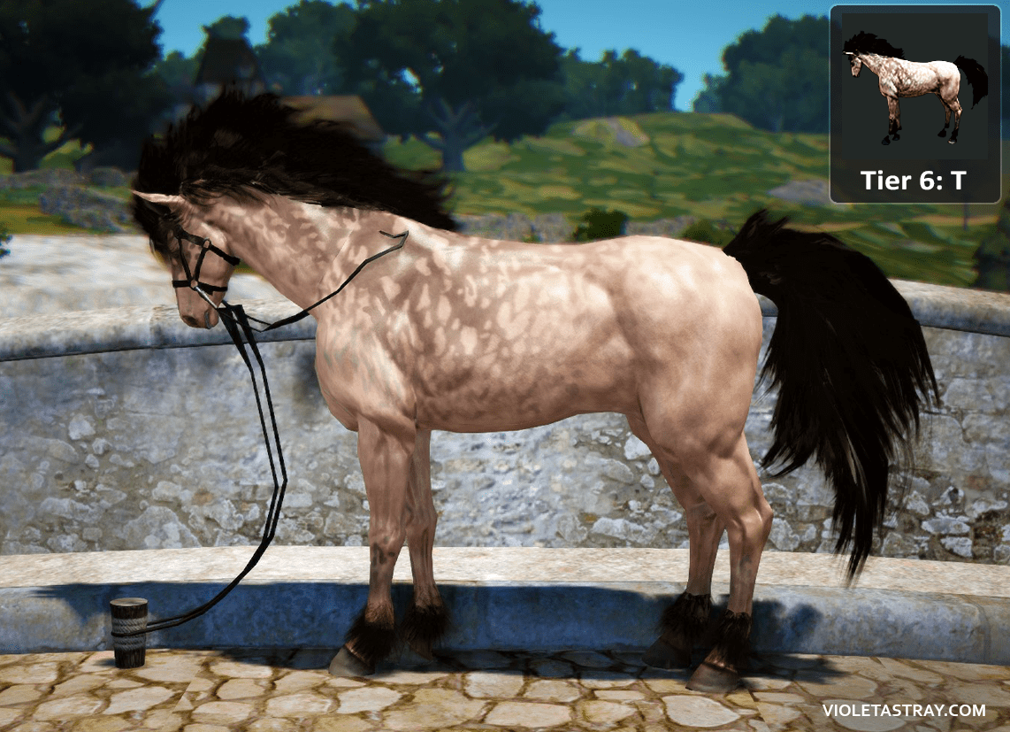 BDO Horse Catalog See What Horses Really Look Like! Violet Astray