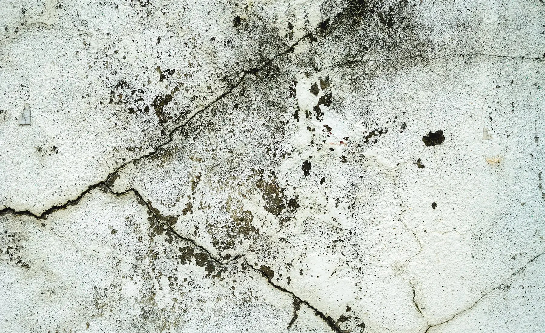 How Common is Black Mold? Violet Frog Mold Testing & Remediation