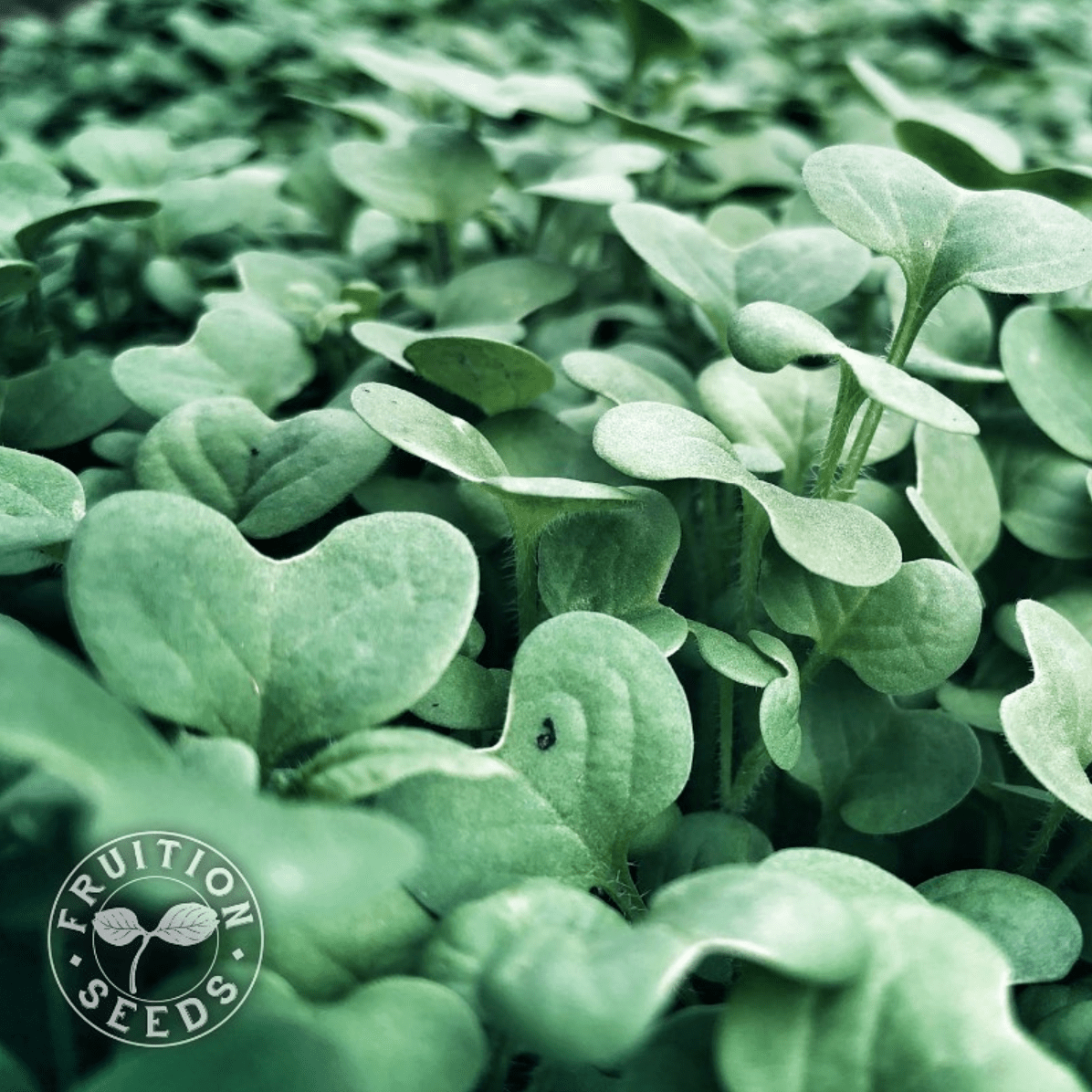 Fruition Seeds Violet Guide