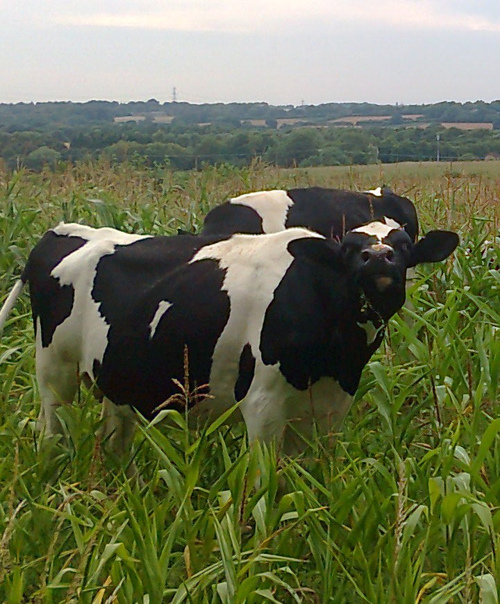 Cows in the corn field campestre.al.gov.br