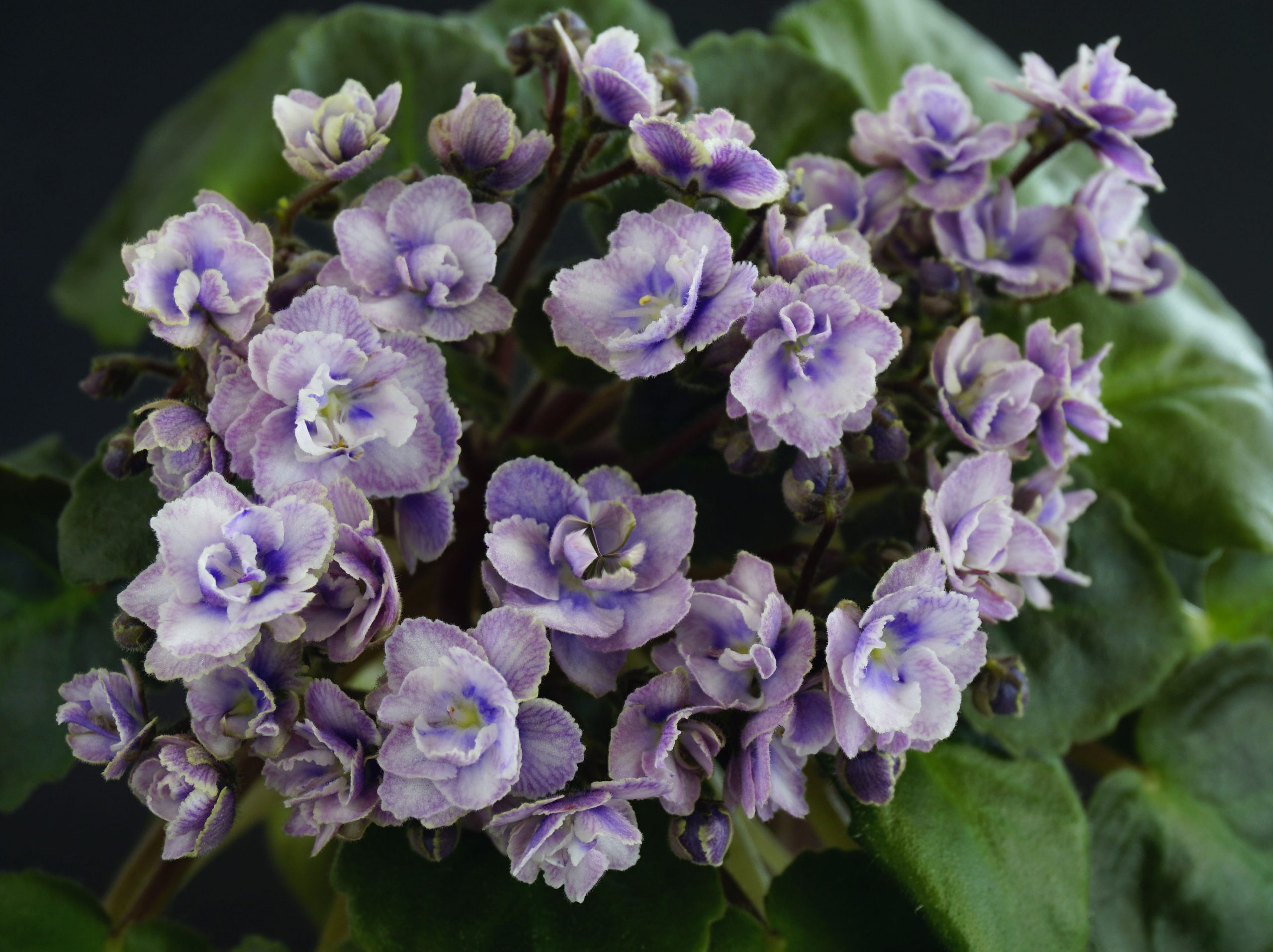 Persian Lace (S.Sorano) — African Violet collection