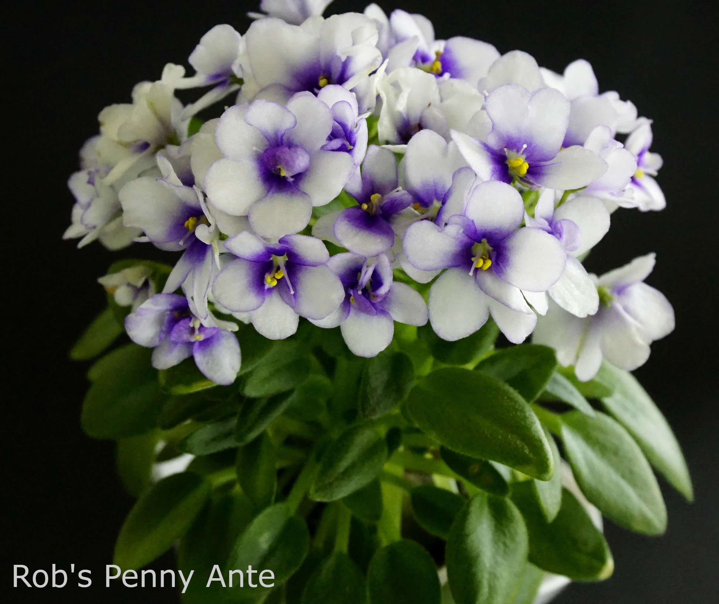 Rob’s Penny Ante (R.Robinson) — African Violet collection