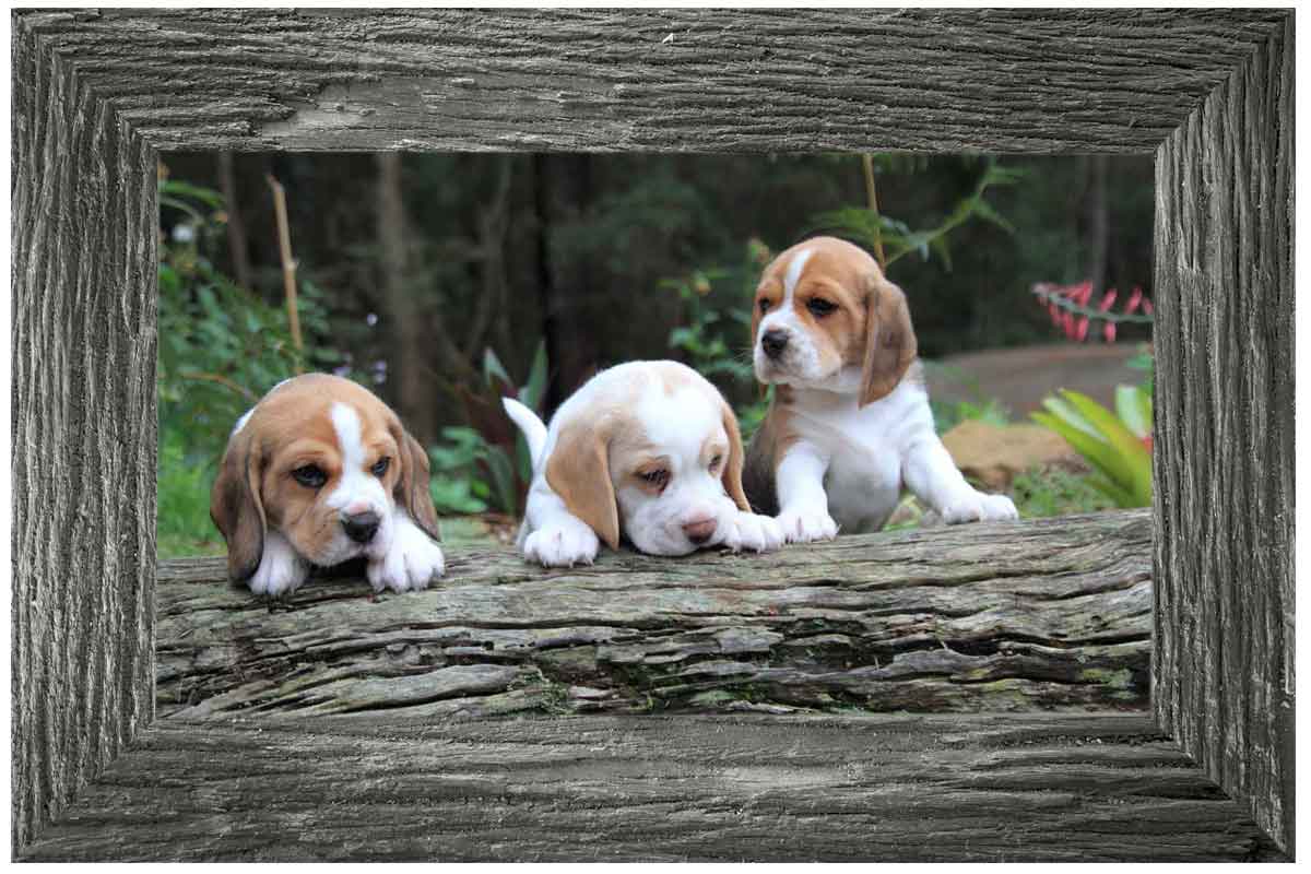 Framing Custom Picture Frames