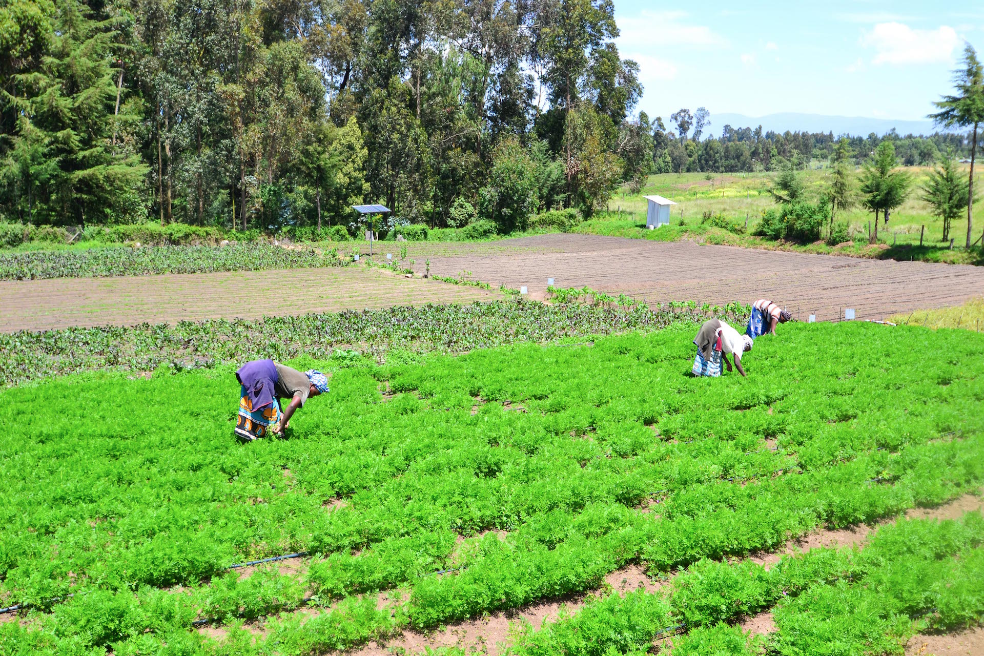KENYAN FARMERS USING SOLAR PUMPS FOR IRRIGATION Ndiho Media