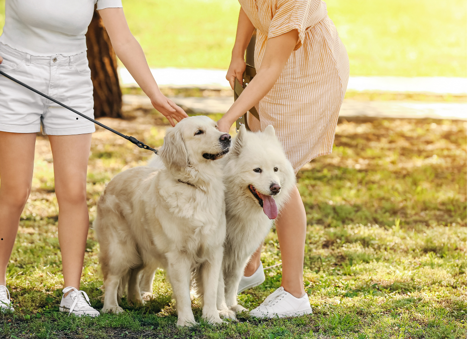 How Dog Walking Keeps Your Dog Happy & Healthy