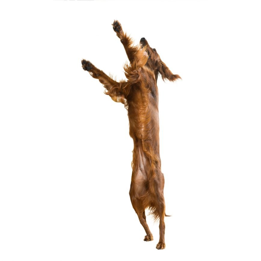 Hypoallergenic Dogs [45+ Breeds for those with Allergies] VIP Puppies