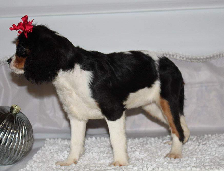 Chloe A Female AKC Cavalier King Charles Spaniel Puppy in