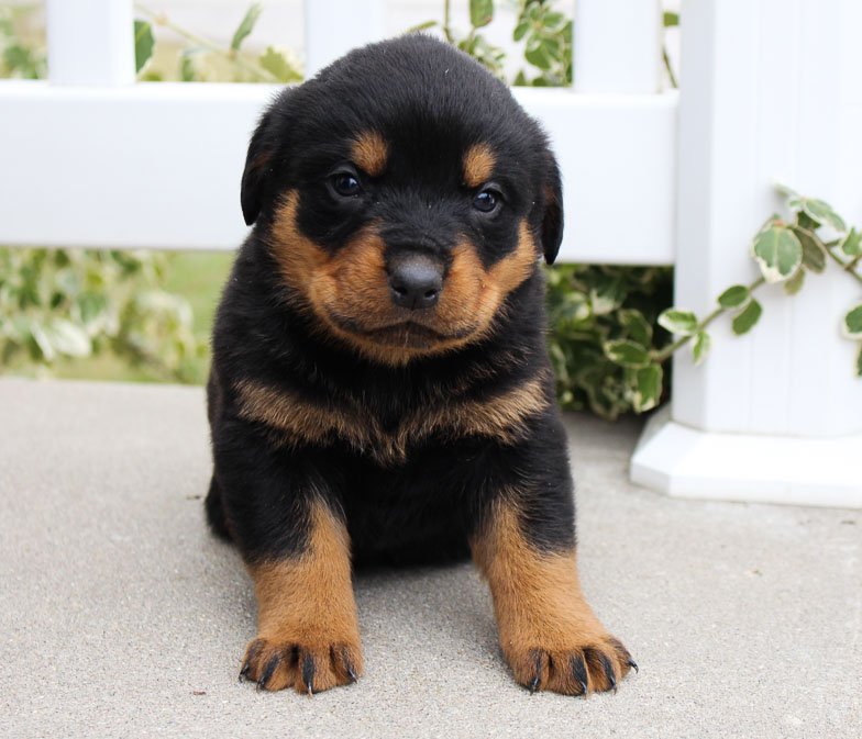 Incredible American Rottweiler Puppies References